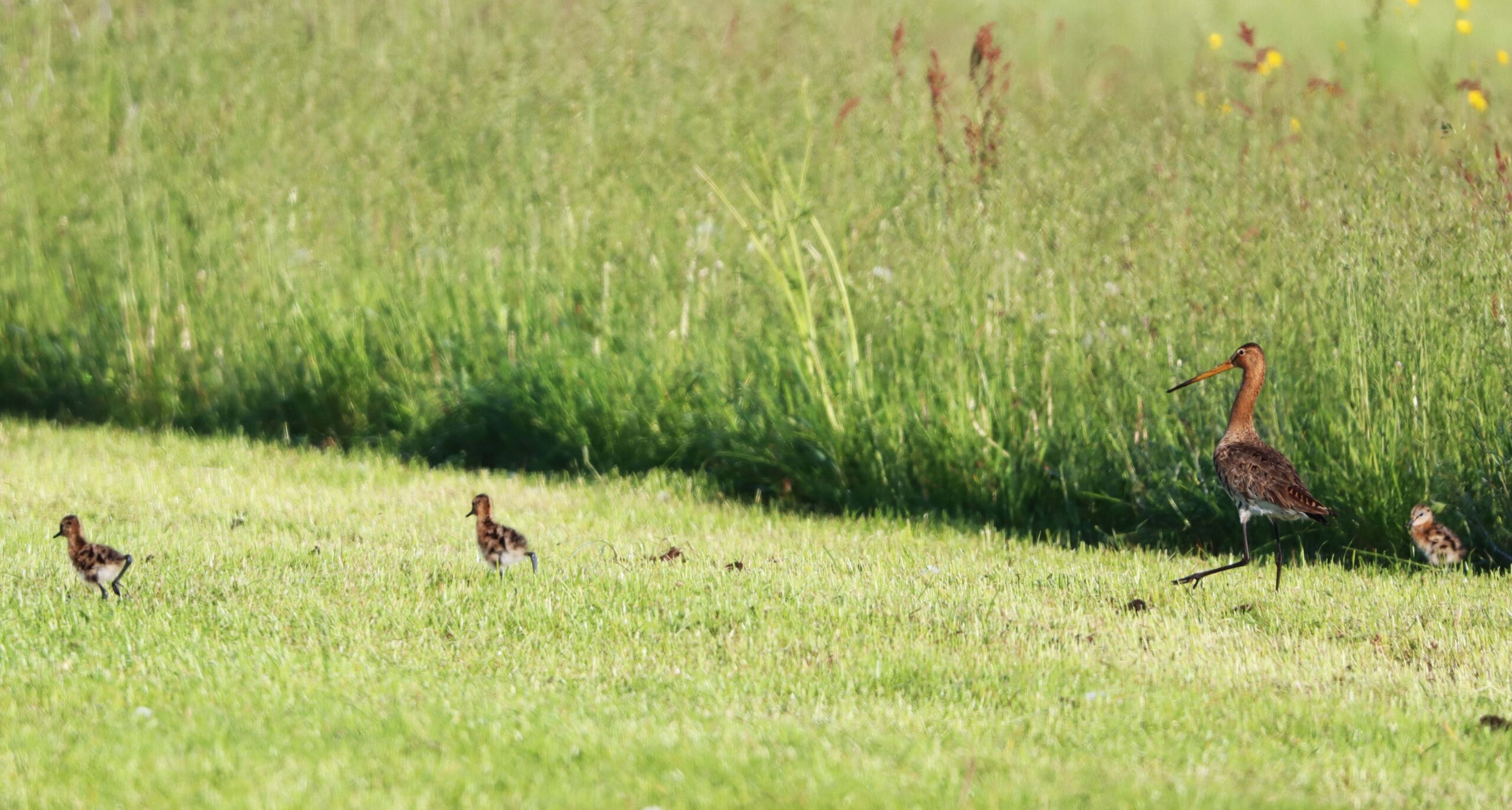 Weidevogelbescherming Staphorsterveld zoekt vrijwilligers