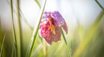 de kievietsbloem (Zwolse tulp) tekst en foto's: Erik Eenkhoorn