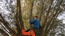 Op de natuurwerkdagen worden ook vaak wilgen geknot