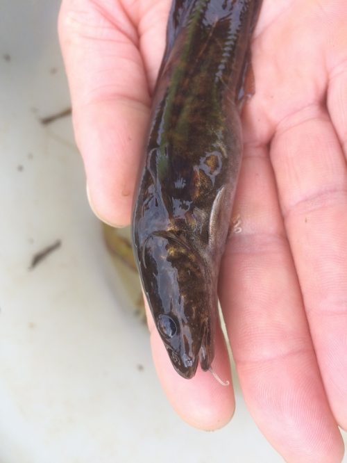 Bot Voorkomen worm Zeldzame vis gespot bij Zwarte Water - Hasselt Actueel